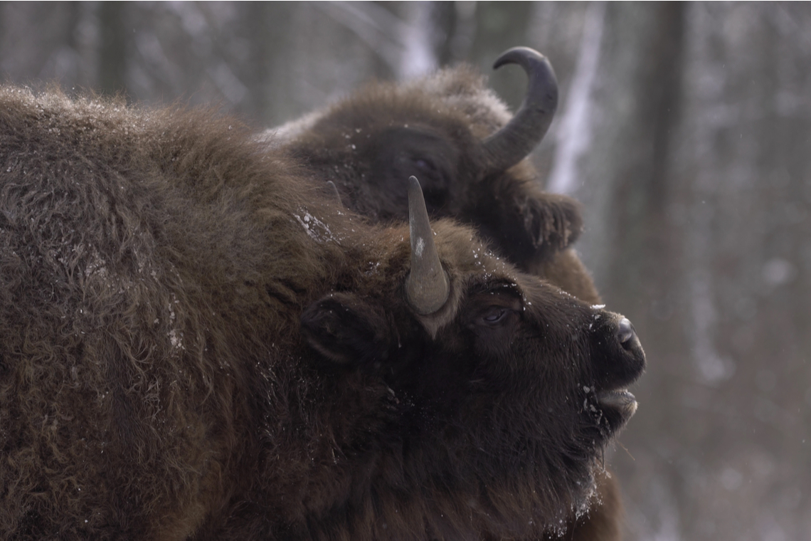 De Europese bizon, ook wel wisent genoemd. Foto Shutterstock.