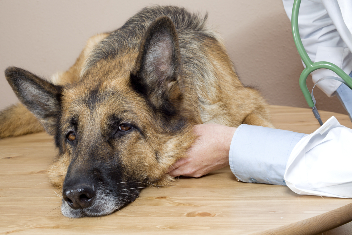 Een zieke hond. Foto Shutterstock.