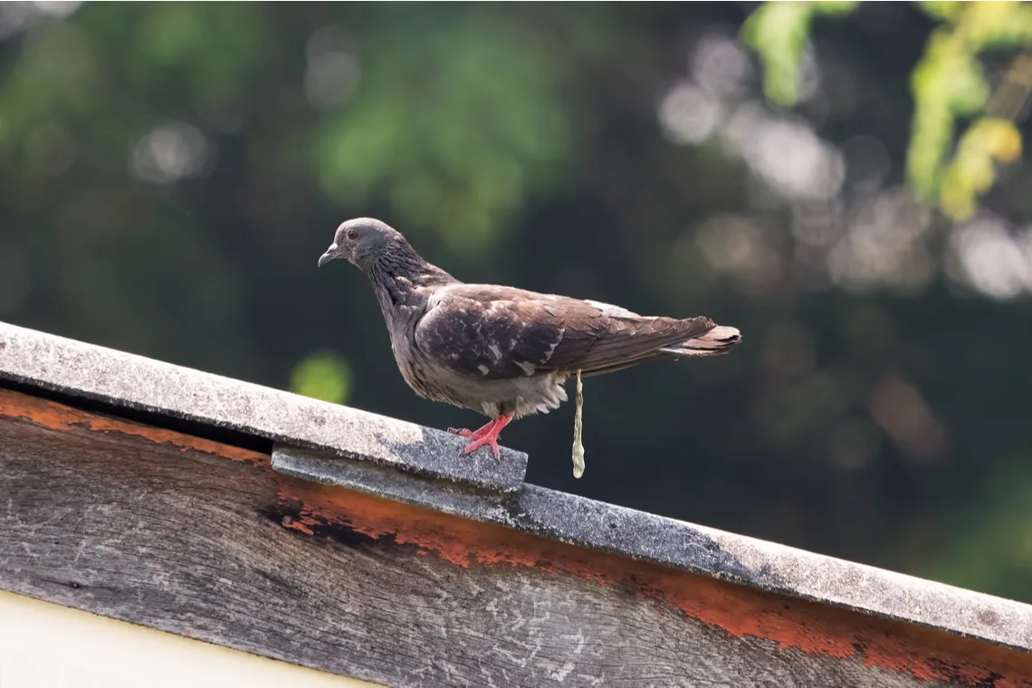 Een poepende duif. Foto Shutterstock.