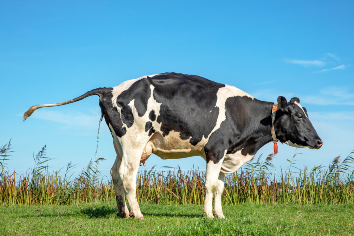 Een plassende koe. Foto Shutterstock.