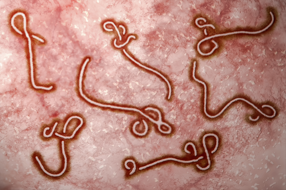 Ebola. Foto Shutterstock.