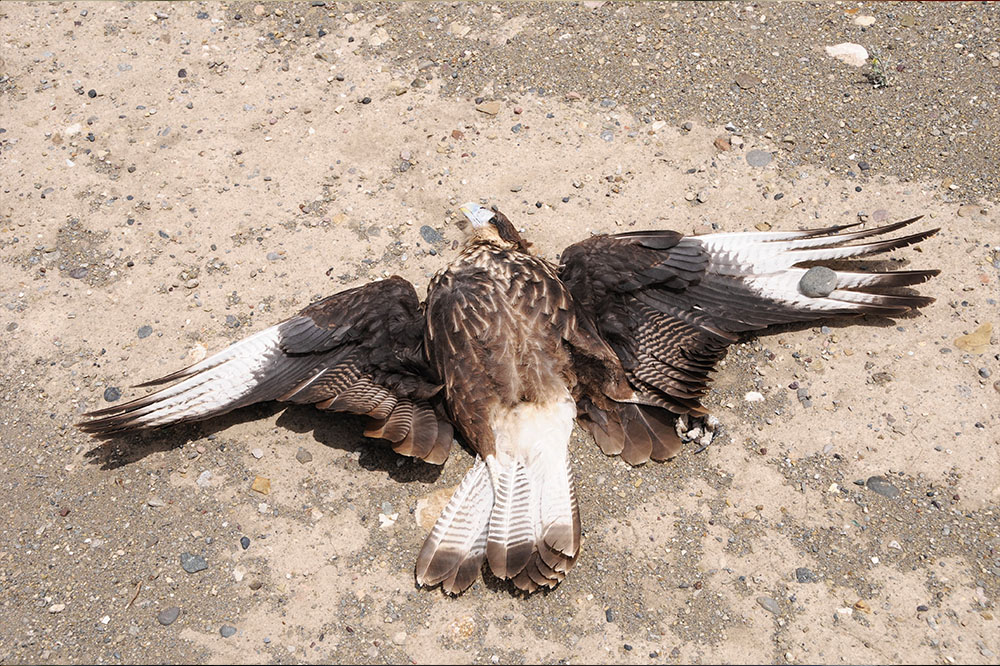 Amerikaanse uitbater windmolenpark veroordeeld voor dood van honderden vogels