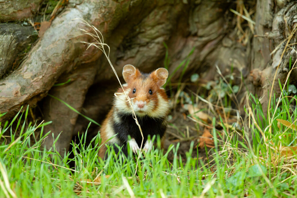 Ondanks investering van 800.000 euro dreigt wilde hamster uit te sterven: "Vlaanderen subsidieland"