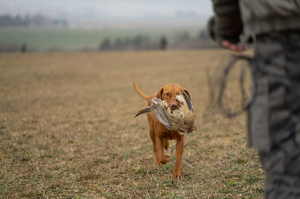 Franse groenen willen jagen in het weekend en met honden verbieden