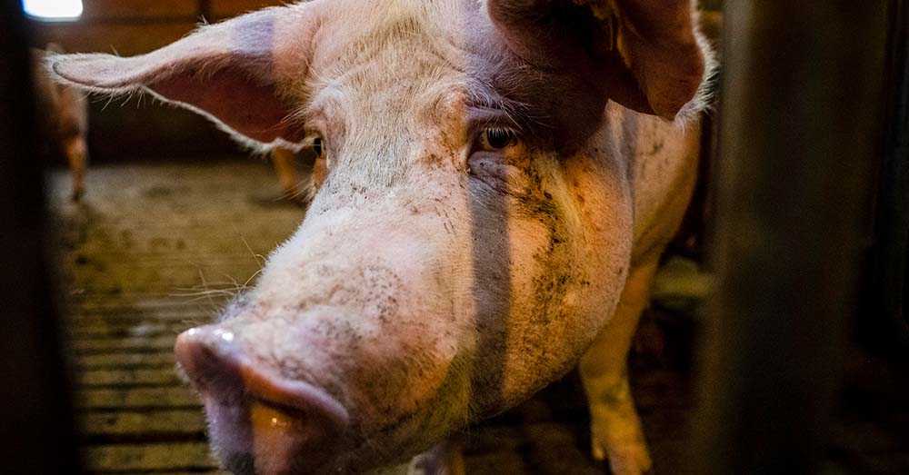 Amper zeven varkensboeren gingen al in op uitkoopbod Vlaamse overheid