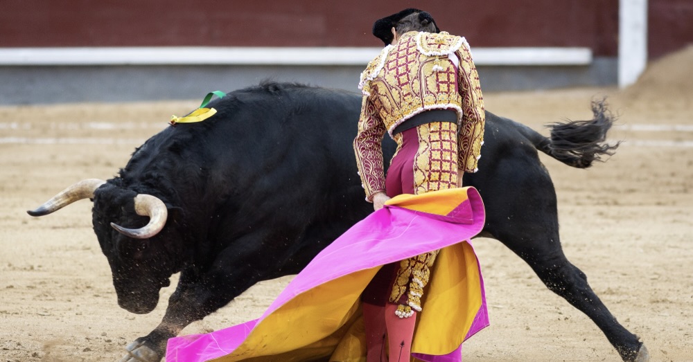 Spaanse traditie onder druk: Stierenvechters worden bekampt