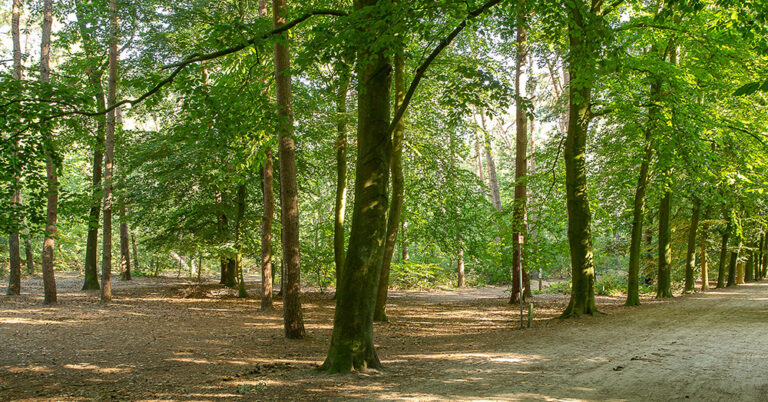 Hoe goed is het goede doel? "BOS+ ijvert voor...meer bos" - PAL
