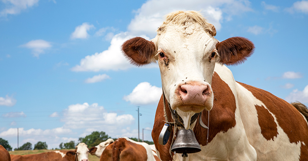 Boer krijgt boete van 68 euro voor geluid van koeienbellen