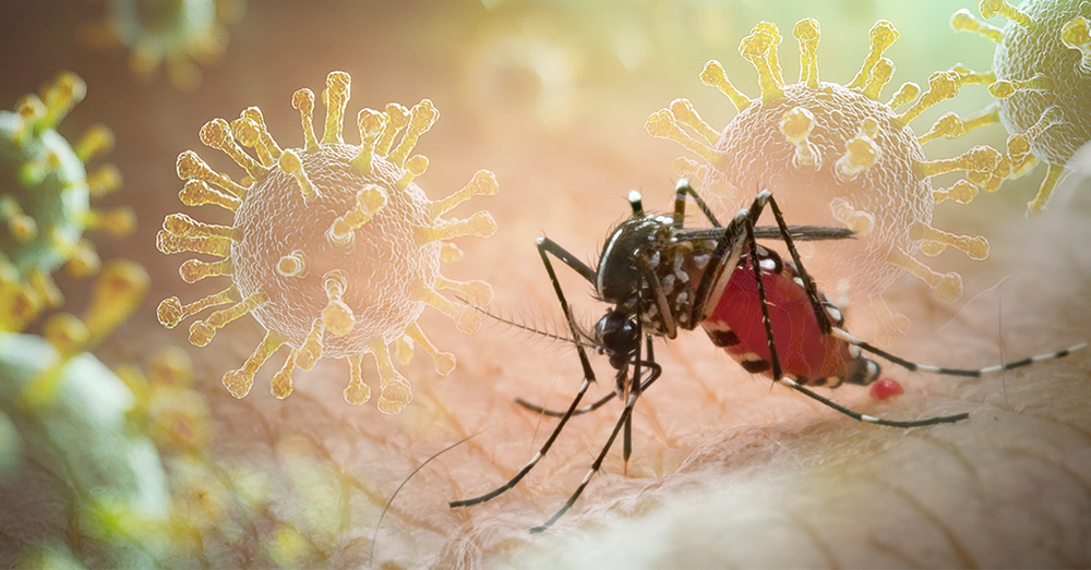 Chikungunya-virus: nieuwe pandemie of slimme lobbystrategie?