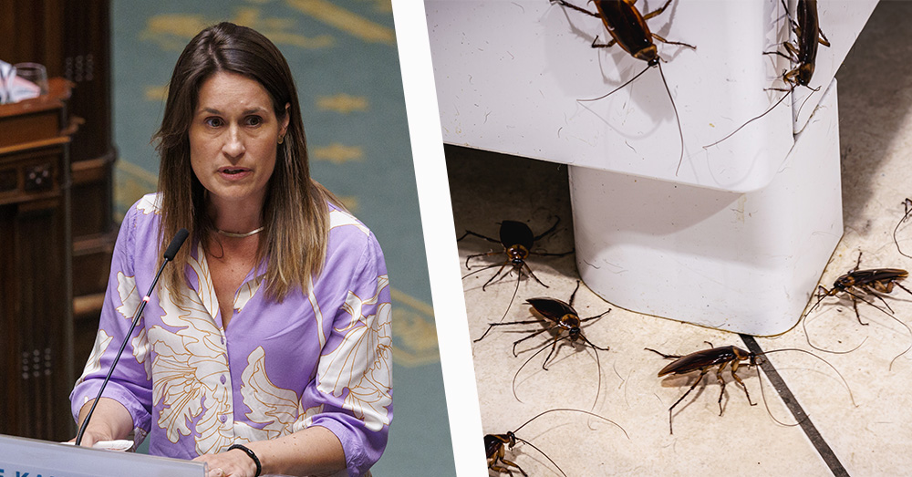 Kakkerlakkenplaag teistert Spoorwegpolitie Gent: "Risico om plaag mee naar huis te nemen"
