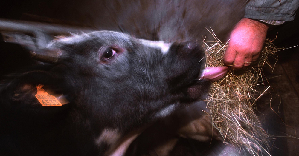 Het Europese energieprobleem: "Gekkegroenenziekte groter probleem dan sluiting Straat van Hormuz"