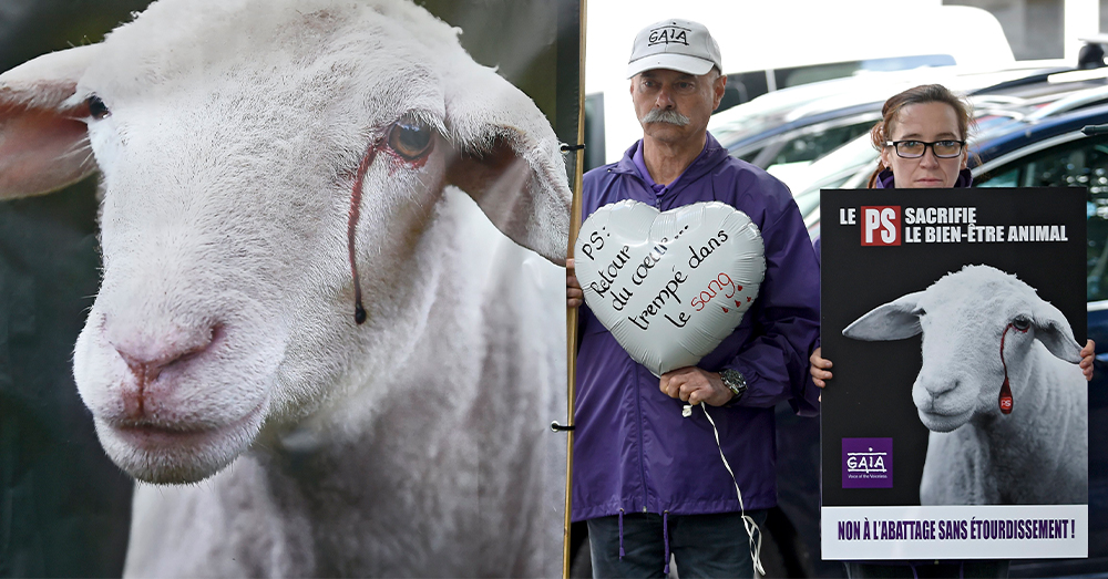 32.000 dieren onverdoofd geslacht, maar “probleem zou zichzelf oplossen”