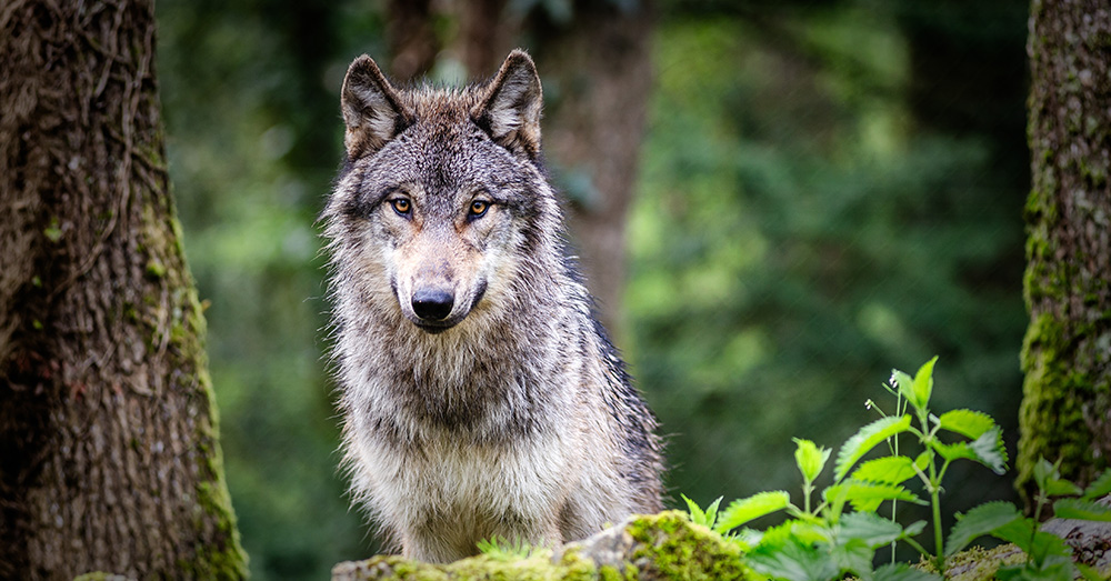 Franse boer veroordeeld omdat hij vee tegen wolf beschermt