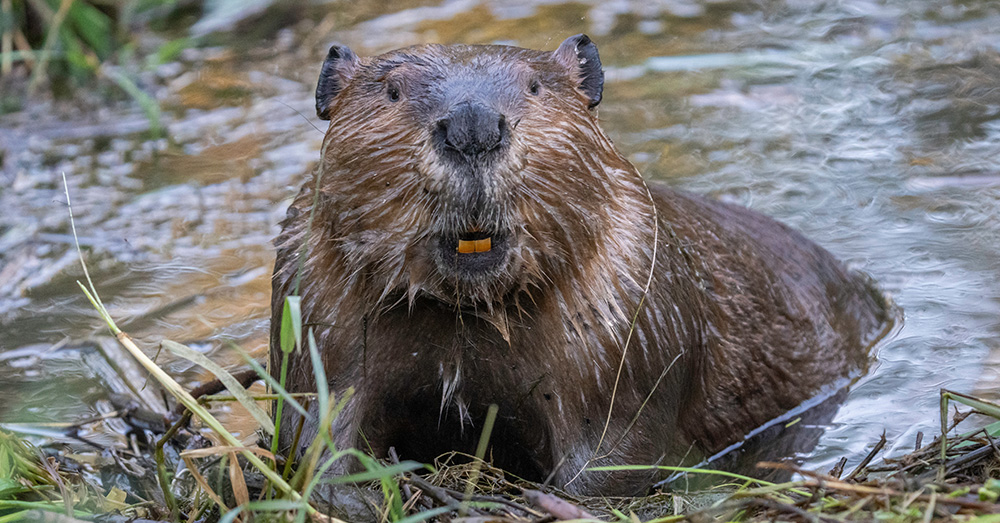 Strijd tegen bever mag iets kosten: provincie Antwerpen biedt bevercoördinator brutoloon tot 6.100 euro en tal van voordelen