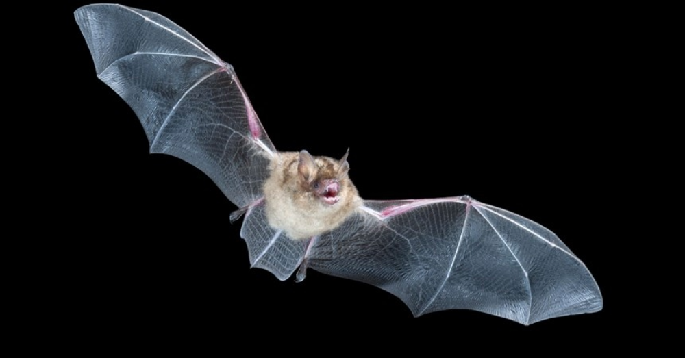 Vleermuizen zijn een bedreigde soort. Foto: Shutterstock