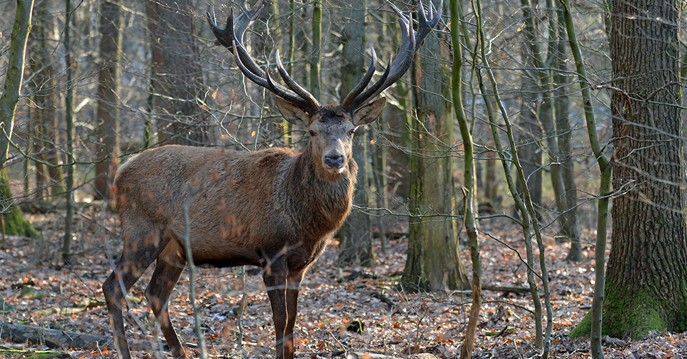 Mannetjeshert in de winter (Wikimedia Commons)