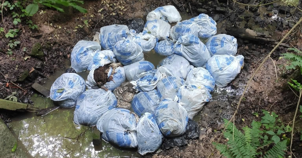 Slachtafval dat in een beek gedumpt werd (Facebook)